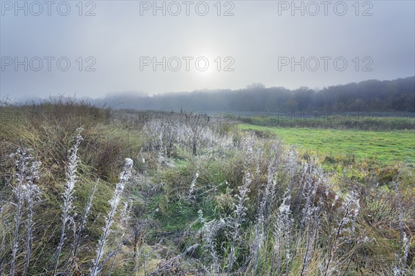 Ukraine, Dnepropetrovsk region, Novomoskovsk district, Sun shining over meadow