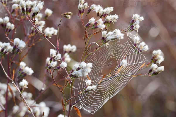 Spider web on pussy willow