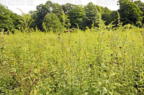 USA, New York, Hudson Valley, High Falls, Grass and trees