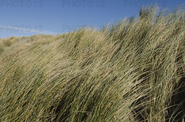 Sea grass and clear sky
