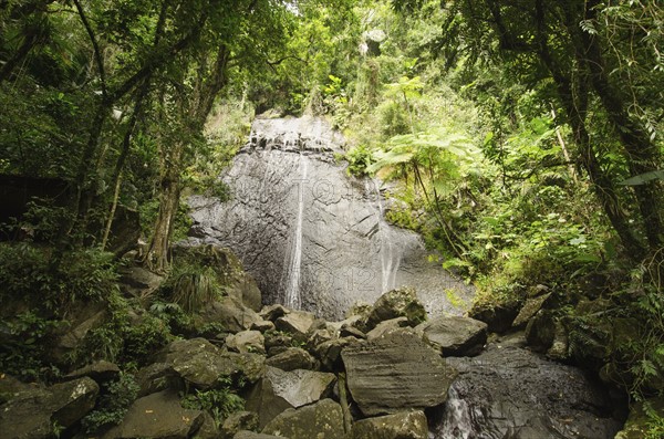 Puerto Rico,  El Yunque National Forest, Coca Falls in forest