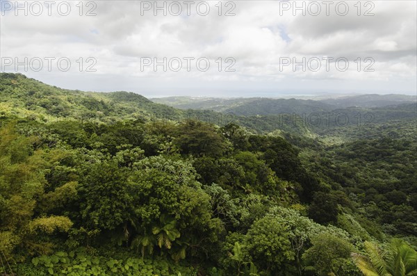 Puerto Rico,  El Yunque National Forest, Green landscape