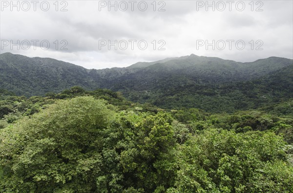 Puerto Rico,  El Yunque National Forest, Green landscape