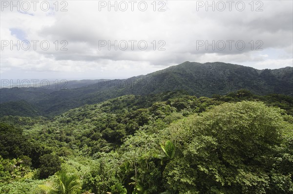 Puerto Rico,  El Yunque National Forest, Green landscape