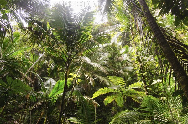 Puerto Rico,  El Yunque National Forest,  Green plants