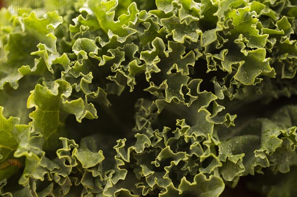 Close-up of kale leaves