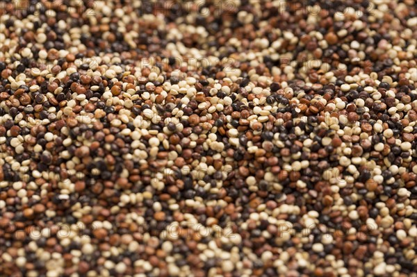 Close-up of quinoa