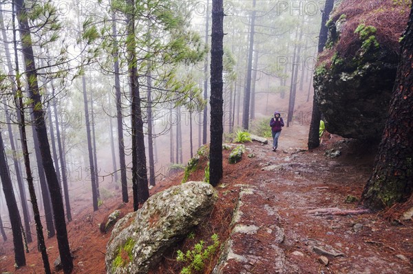 Spain, Canary Islands, Gran Canaria, Trail to Roque Nublo, Mid adult woman hiking in misty forest