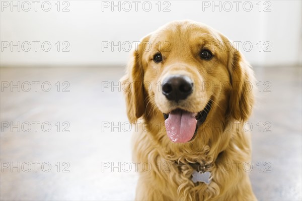 Portrait of golden retriever