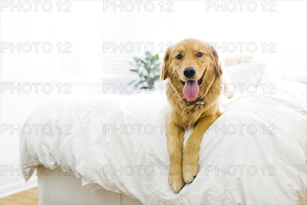 Portrait of golden retriever lying on bed