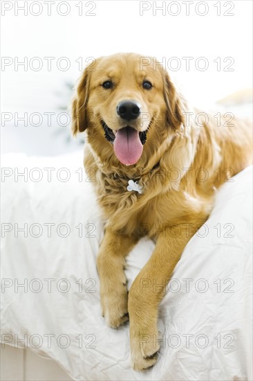 Portrait of dog in bed