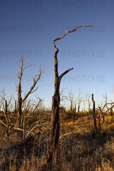 USA, Colorado, Burnt trees on Wetherill Mesa in Mesa Verde National Park
