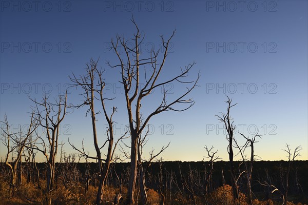USA, Colorado, Burnt trees on Wetherill Mesa in Mesa Verde National Park