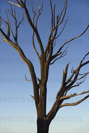 Burnt tree on Wetherill Mesa in Mesa Verde National Park