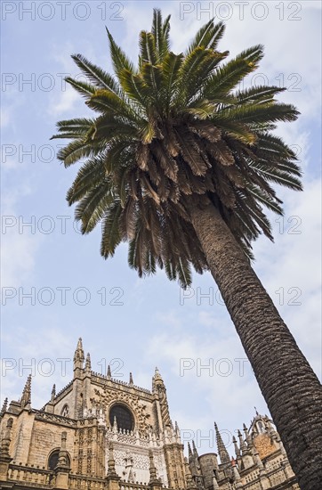 Spain, Seville, Low angle view of palm tree and facade of Cathedral of Seville