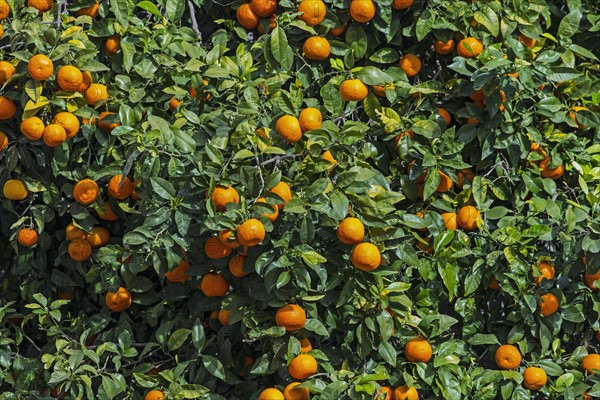 Orange tree with fruits