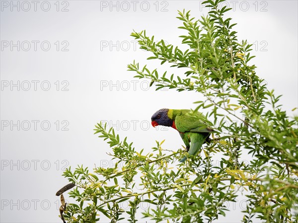 Green Rainbow lorikeet perching on tree