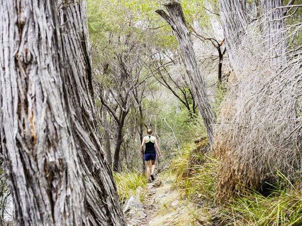 Rear view of  hiker walking in forest