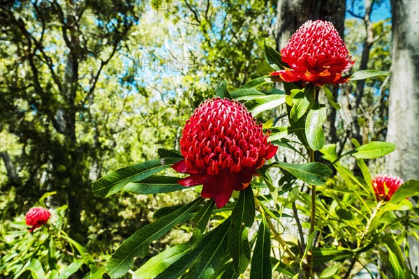 Australia, New South Wales, Katoomba, Telopea speciosissima also known as waratahs