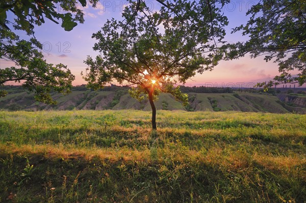 Ukraine, Dnepropetrovsk, Grassy meadow with trees at sunset