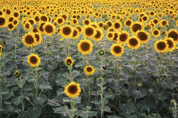 Sunflower field