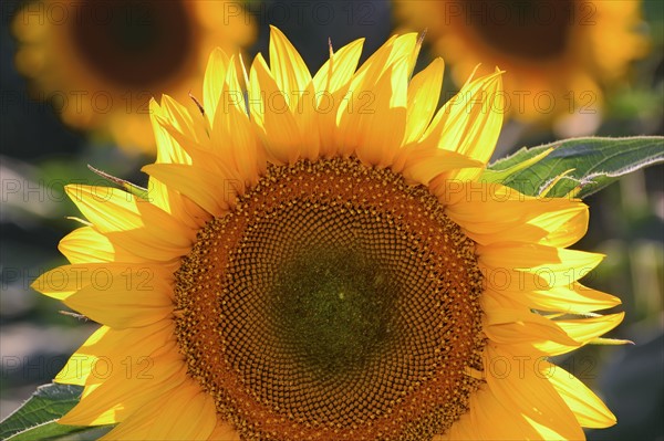 Close-up of sunflower