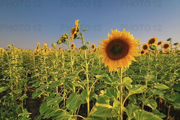 Sunflower field