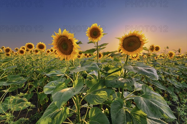 Sunflower field at sunset