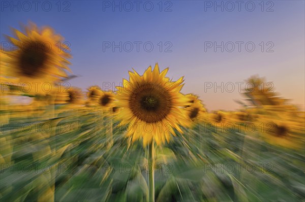 Sunflower field at sunset