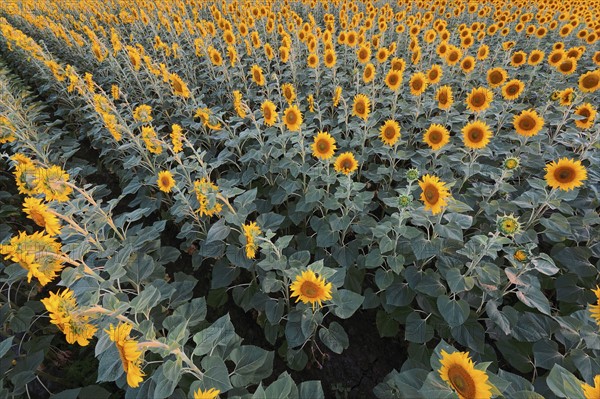 High angle view of sunflower field