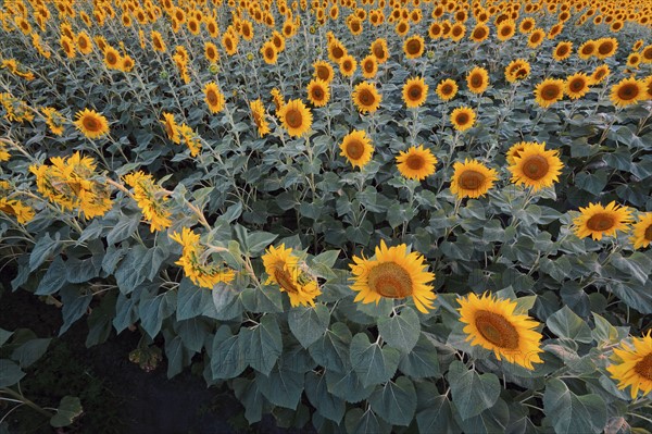 High angle view of sunflower field