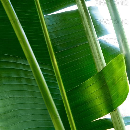 Close-up of palm leaves