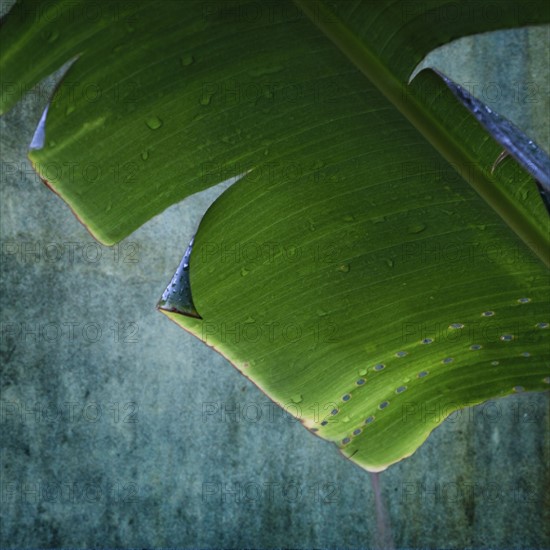 Wet palm leaf