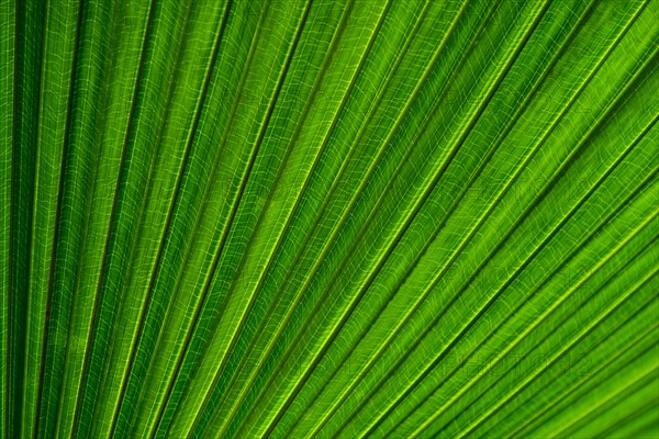 Close-up of palm leaf