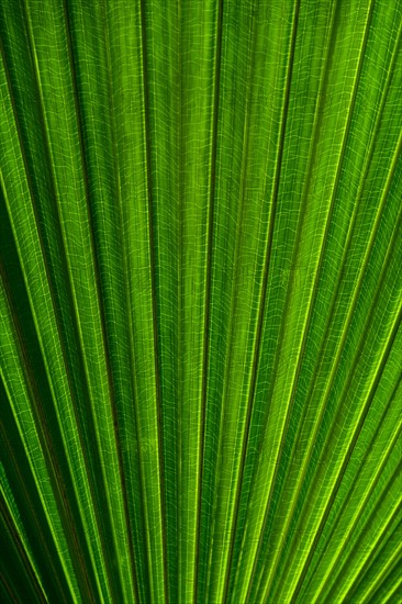 Close-up of palm leaf