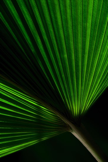 Close-up of palm leaf