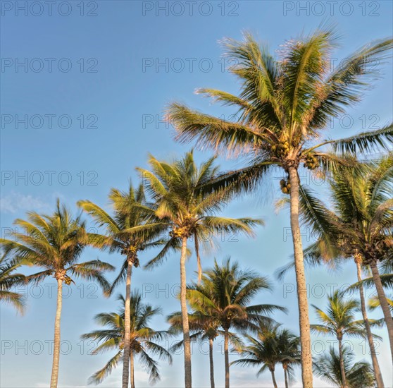 Low angle view of palm trees