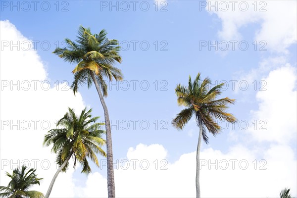 Low angle view of palms