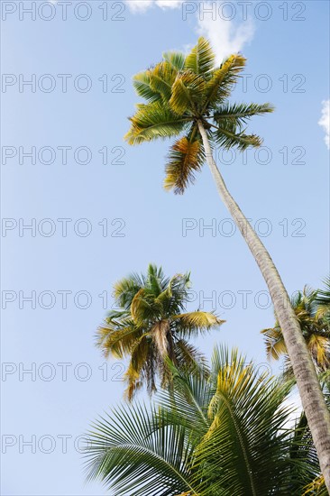 Palm trees against blue sky