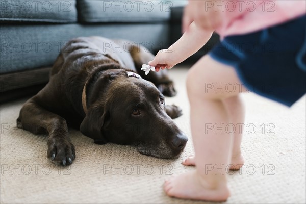 Small girl (2-3) attaching hair clips in dog hair in living room