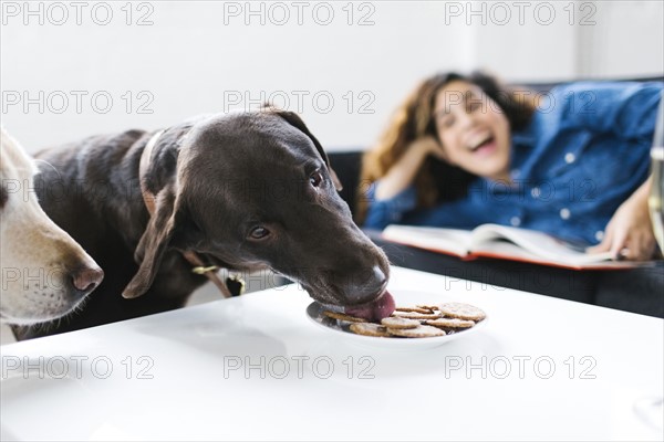 Woman looking at dogs licking cookies