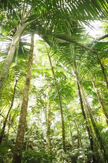 Caribbean Islands, Saint Lucia, Tropical forest