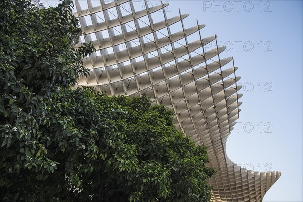 Spain, Seville, Part of Metropol Parasol and trees