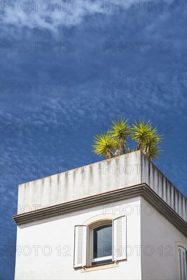Spain, Seville, high section of La Macarena with tree on roof