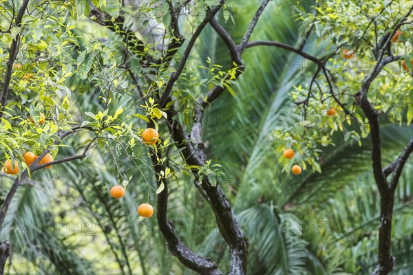 Close up of fruit tree