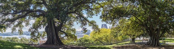 Australia, New South Wales, Sydney, Old trees in park