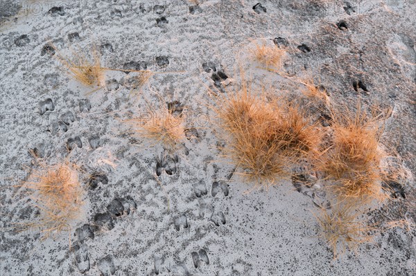 High angle view of plants on desert