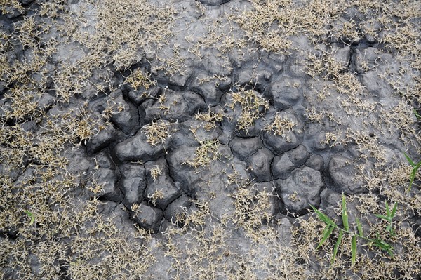 Ukraine, Dnepropetrovsk Region, Novomoskovskiy District, Lake Soleniy Lyman, Overhead view of plants and soil