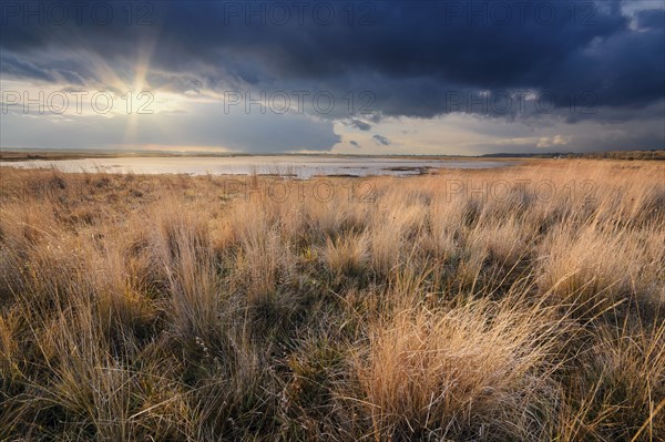 Ukraine, Dnepropetrovsk Region, Novomoskovskiy District, Grassy shore by Lake Soleniy Lyman at sunset