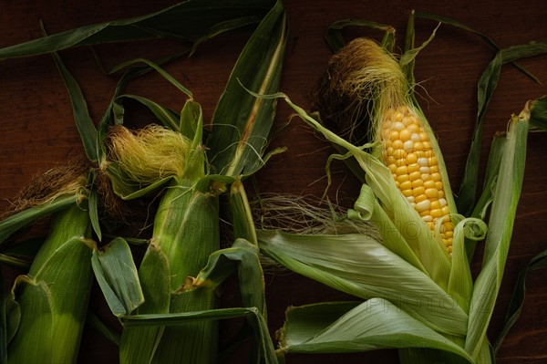 Fresh corn on wooden table